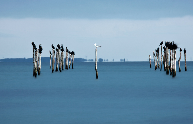 A white seagull surrounded by black cormorant. (Danmark - 2012)