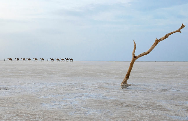 Salt caravan in the Danakil Desert (Ethiopia - 2017)