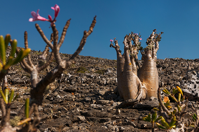 With its miniature baobab look, the Adenium Obesum also called Bottle Tree or Desert Rose, is another endemic plant species listed in Socotra. Socotra - Yemen - 2020