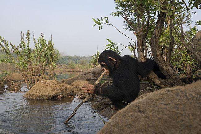 Tola is 'fishing' in the Niger River with a stick. West African chimpanzees are known to have developed specific skills, including the regular use of tools. For example, they have been observed making wooden spears to hunt other primates, searching for termites, fishing for algae or using stones to crack nuts. These practices are not observed in any other chimpanzee population.