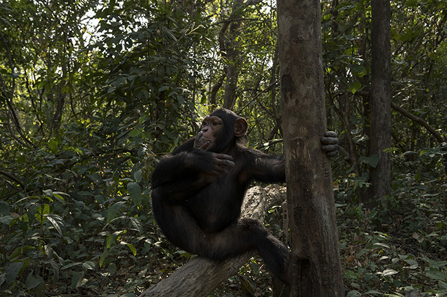 Portrait of Dali in the forest. Dali arrived at the Chimpanzee Conservation Center in Guinea about 4 years ago at the age of 6, after being confiscated from a poacher by Guinean authorities.