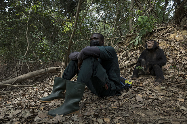 Saliou, a caregiver at the Chimpanzee Conservation Center in Guinea, and Cesar observe the rest of the chimpanzee group playing in the trees.