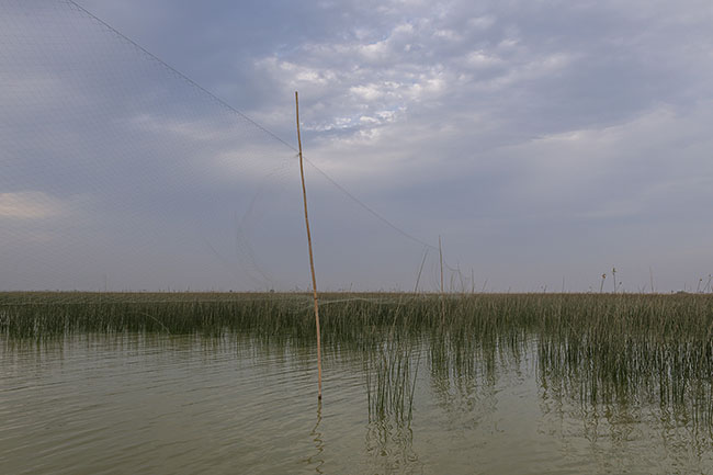 On Lake Manchar, nets are set up to capture migratory birds.