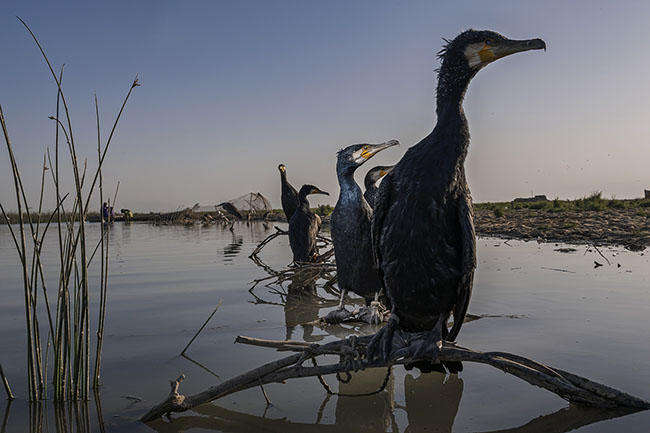 Cormorants are tethered at the edge of a Mohana village on Lake Manchar. Both pets and fishing companions, these birds are trained to attract migratory birds from Siberia.