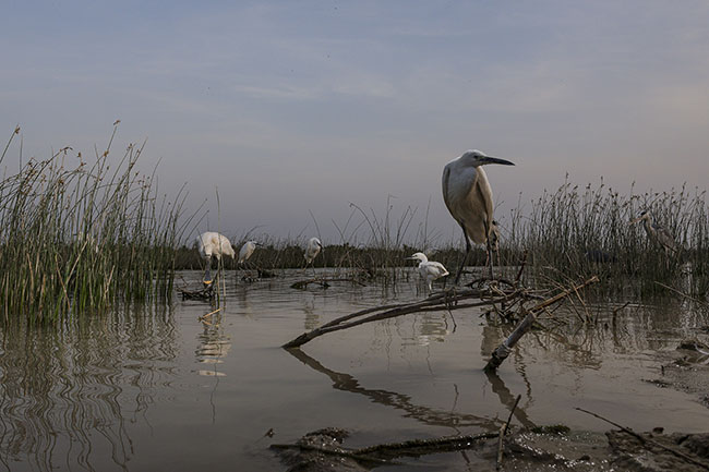 Once, Lake Manchar was a paradise for migratory birds from Siberia. Today, pollution has caused their numbers to drop. But the Mohana, also known as the “people of the birds,” remain faithful to their ancient traditions, continuing to tame various bird species and keep them as pets on their boats or nearby.