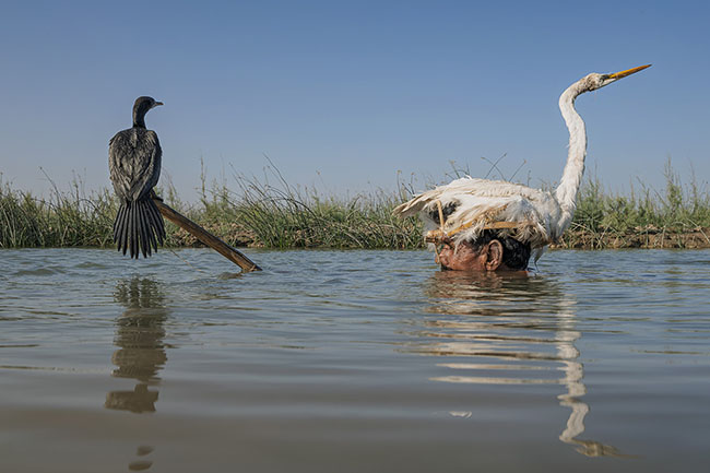When the nets no longer bring in much, the Mohana continue a practice unique in the world: bird hunting… with the help of birds. Ali Kasghar is one of the last masters of this ancient technique. He submerges himself up to his neck with a stuffed bird on his head as camouflage. Another living bird, attached to the end of a branch, acts as a decoy, allowing him to slowly approach his prey, until the fateful moment when, with a lightning move, he catches it.