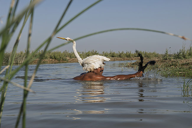 When the nets no longer bring in much, the Mohana continue a practice unique in the world: bird hunting… with the help of birds. Ali Kasghar is one of the last masters of this ancient technique. He submerges himself up to his neck with a stuffed bird on his head as camouflage. Another living bird, attached to the end of a branch, acts as a decoy, allowing him to slowly approach his prey, until the fateful moment when, with a lightning move, he catches it.