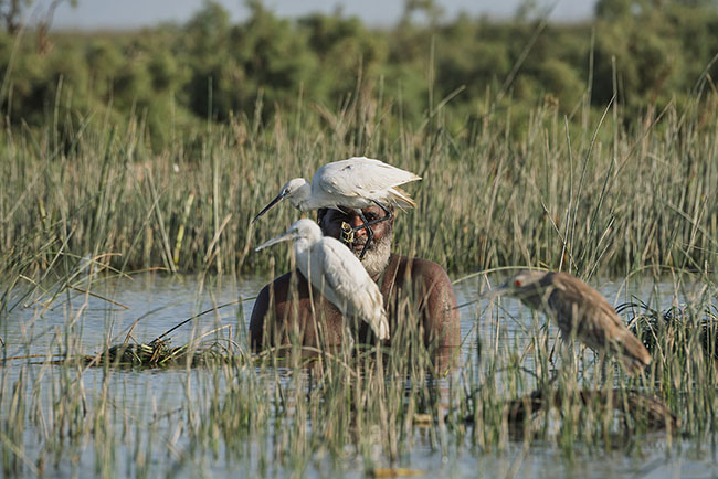 Using a live bird as bait, the Mohana continue a silent and cunning hunt, where the art of waiting merges with the skill of camouflage.