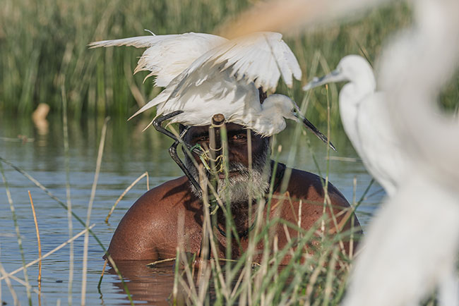 Using a live bird as bait, the Mohana continue a silent and cunning hunt, where the art of waiting merges with the skill of camouflage.