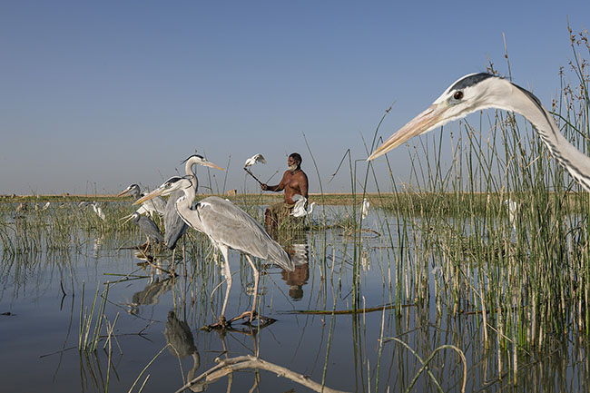 Among the herons, a Mohana hunter slowly rises from the water, holding in his hand a thin branch with a living bird at the end, serving as a decoy to trap others.