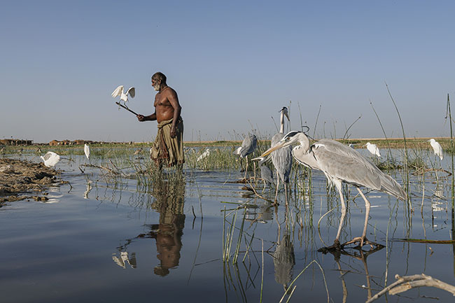 Among the herons, a Mohana hunter slowly rises from the water, holding in his hand a thin branch with a living bird at the end, serving as a decoy to trap others.