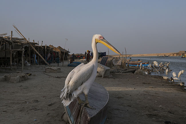 A pelican in front of a Mohana village on the shores of Lake Manchar. The Mohanas share a unique relationship with birds like pelicans, whom they train as pets. Some of these birds, captured with patience and cunning, are sold at markets in nearby towns or serve to feed families, replacing the livestock they no longer have.