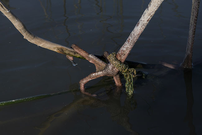 Close-up of a bird’s foot, tied with string to a branch planted in the water. An image that speaks volumes about the ambivalent relationship between man and animal among the Mohana: complicity, use, dependence.