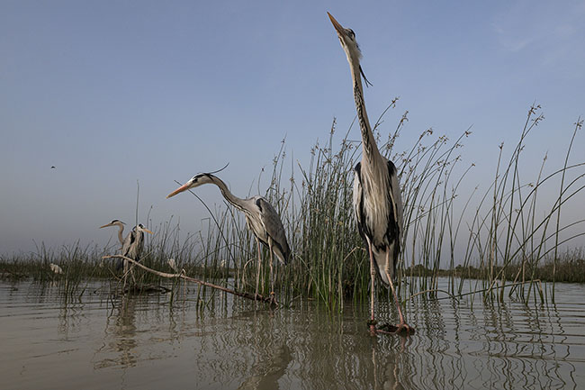 Herons tethered at the edge of a Mohana village on Lake Manchar. Mohana families live surrounded by birds with whom they share a unique bond.