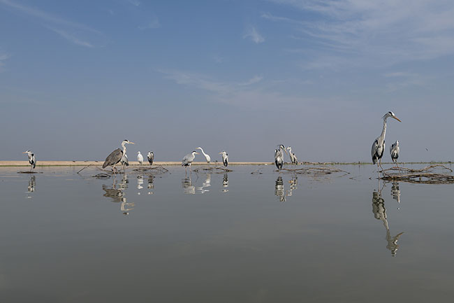On Lake Manchar, the Mohana live among the birds, in a relationship of intimacy and habit. Fishing companions, pets, sometimes food or trade goods, the birds are at the heart of their culture.