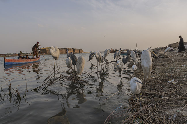 Mohana families live surrounded by birds: herons, cormorants, pelicans… they are an integral part of their life and culture.