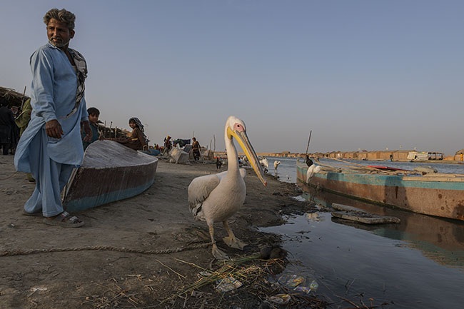 A pelican near a Mohana village. The Mohana have a unique relationship with birds like pelicans, which they tame as pets. Some of these birds, caught with patience and cunning, are sold in nearby city markets or used to feed families, replacing the livestock they lack.