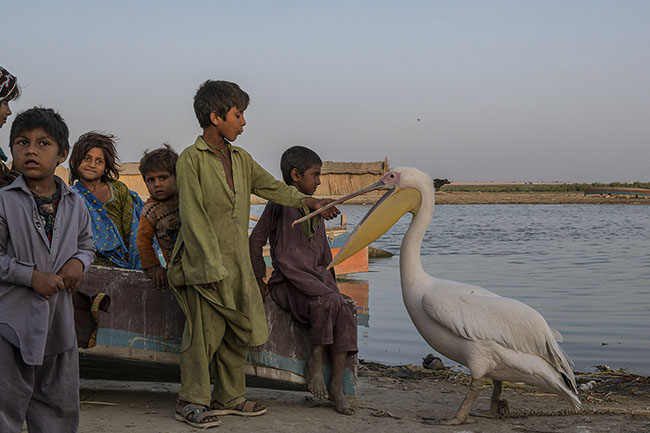 Mohana children attempting to tame a pelican in a village on the shores of Lake Manchar. The Mohanas live with birds in a relationship of intimacy and habit. Companions for fishing, pets, sometimes food or traded goods, birds are at the heart of their culture.