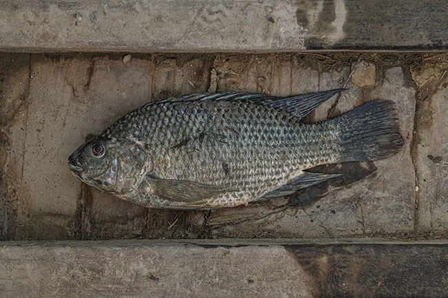 A fish at the bottom of a boat. Once thriving, the Mohana fishing industry fed an entire region. Today, it is no longer enough to sustain families.