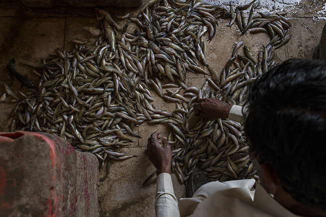 At Lake Manchar’s fish market, catches are sorted by species and size. The largest fish will be sold in local markets, while the smaller ones will be turned into flour to feed poultry farms.