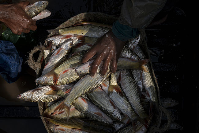 Pollution in Lake Manchar has dramatically reduced fishing: from more than 15,000 tons per year in the 1970s, catches have dropped to just a few thousand tons today, according to the Sindh Fisheries Department.