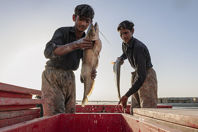 Young Mohanas arrange the day’s catch in fish tanks, before transporting them to the Karachi auction.