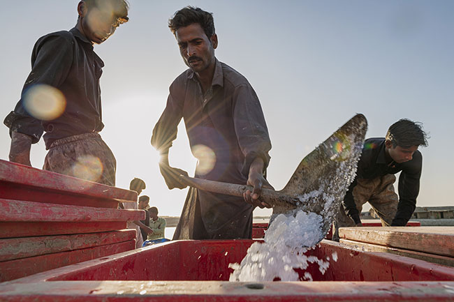 A Mohana covers the day’s catch with ice before transporting it to the Karachi auction, the large port city in southern Pakistan.