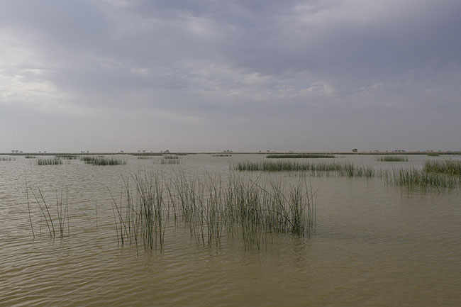 The waters of Lake Manchar, a vast freshwater mirror stretching across nearly 250 km², and even more during the monsoon season. Nestled at the foot of the Khirthar Mountains in the Sindh province, this lake, the largest in the country, has long been an oasis of life, a unique, nourishing, and sacred ecosystem. But this natural sanctuary is dying. And with it, an entire world is sinking.