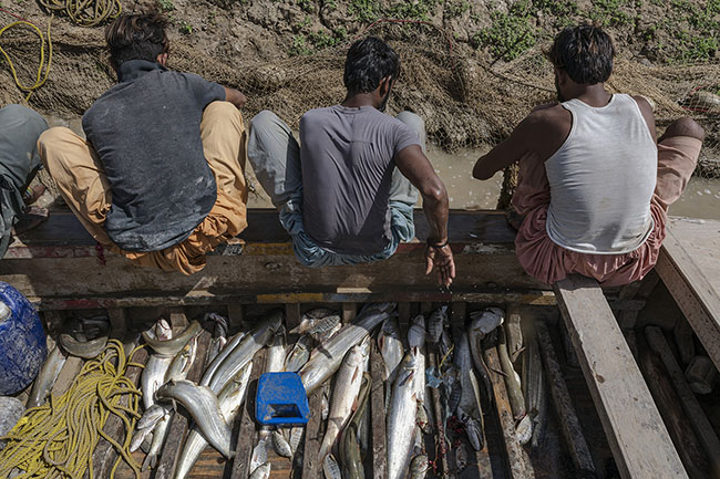 Mohana fishermen patiently detach their catch from the nets. A few scattered fish, a poor reward for an entire day of struggling against the depleted waters.