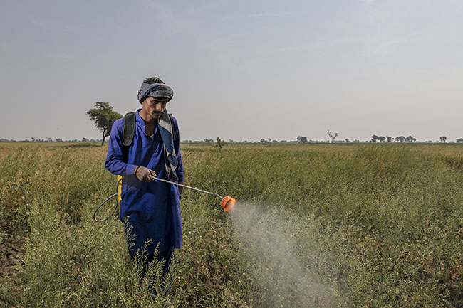 Without any protection, a worker sprays pesticides on a mustard field. The use of pesticides has direct effects on the health of the men and women working in the fields, as well as on the environment. Pesticide residues spread into the soil, the groundwater, and inevitably, to Lake Manchar.
