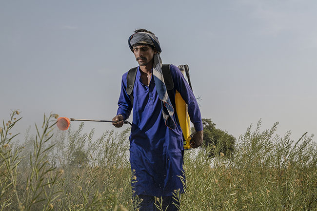 Without any protection, a worker sprays pesticides on a mustard field. The use of pesticides has direct effects on the health of the men and women working in the fields, as well as on the environment. Pesticide residues spread into the soil, the groundwater, and inevitably, to Lake Manchar.