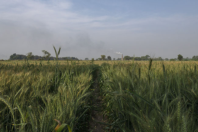 In front of a wheat field, thick fumes from a brick kiln rise into the air. Agriculture sustains the majority of the population of Sindh, but it relies on a feudal system where a few powerful families own almost all the land.