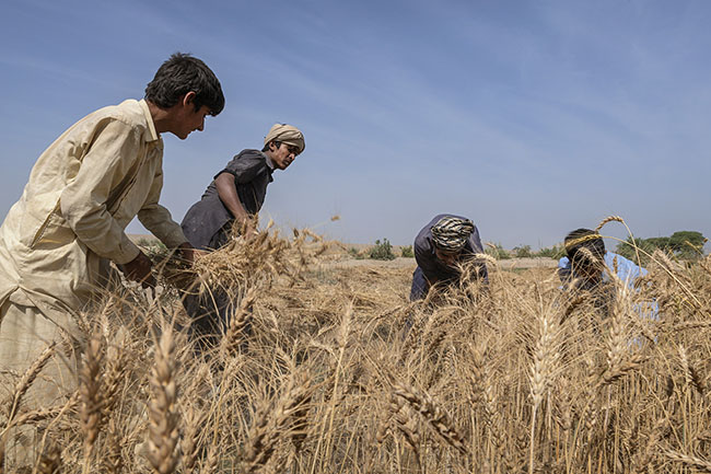 Young workers harvest wheat in the scorching heat. Agriculture is the backbone of the Sindh province, employing nearly 70% of its population. But behind this statistic lies a feudal system where a few families control most of the arable land where wheat, cotton, and rice are grown. On their lands, an army of landless daily wage workers lives in extreme precariousness.