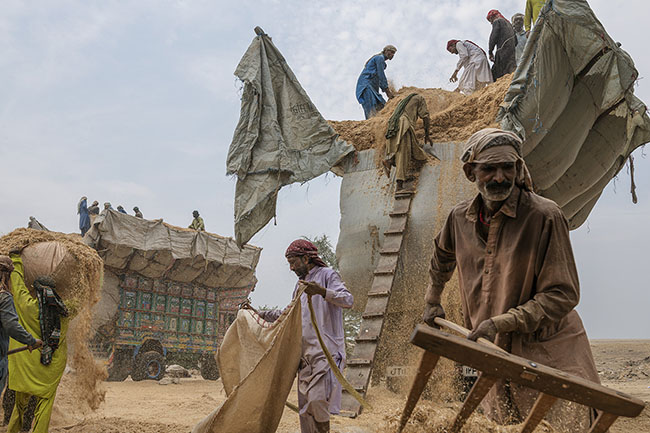 Agricultural workers busy loading wheat straw into trucks. Once chopped, wheat straw becomes an important and highly popular fodder for cattle in Pakistan. The straw is transported in overloaded trucks across the country.