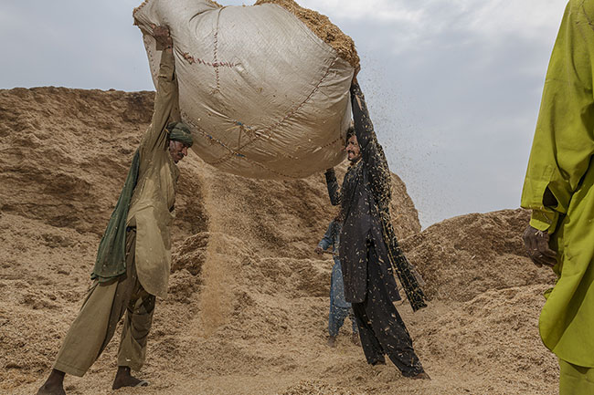Agricultural workers lift a huge bale of straw with their bare hands, then place it on their heads. A daily, harsh, and physical gesture.