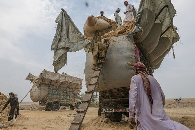 Carrying the heavy bales of straw on their heads, the workers slowly climb the rungs of the wooden ladder.