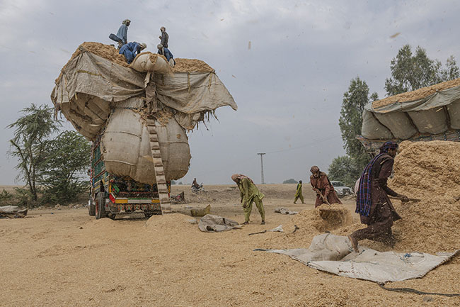 While the bent silhouettes prepare the straw bales, their heads laden, they slowly climb the wooden ladder to load the straw into the trucks.