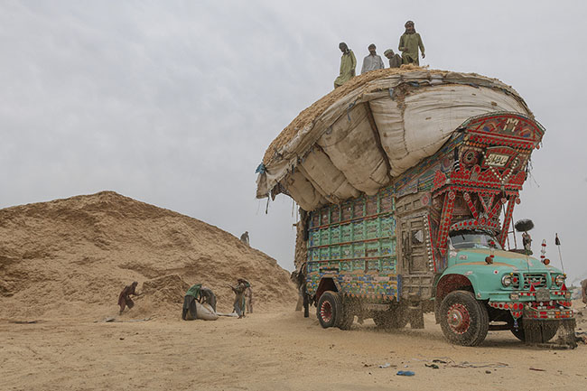 The trucks are loaded as much as possible. The men press the straw down with their feet until the load reaches twice the height of the trailer itself. Once the tarps are closed, the magnitude of the load is apparent, and the truck is ready to head toward the big cities.