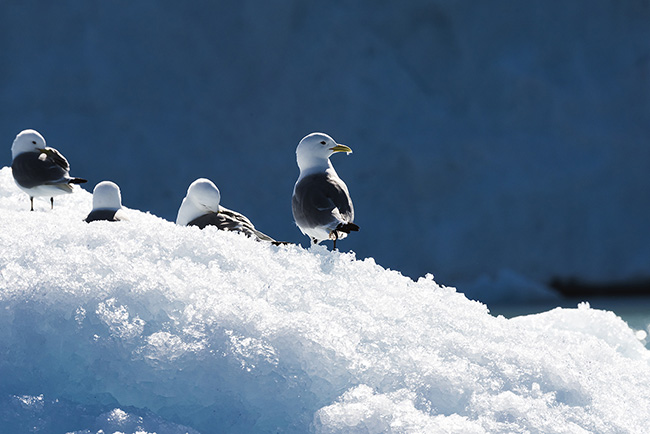 Svalbard - Arctic - 2024