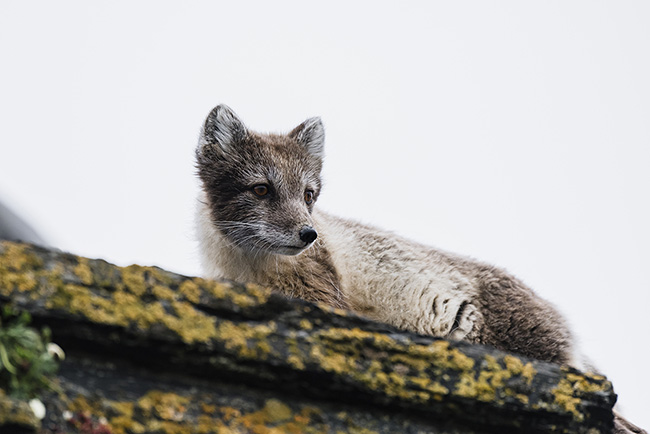 Svalbard - Arctic - 2024
