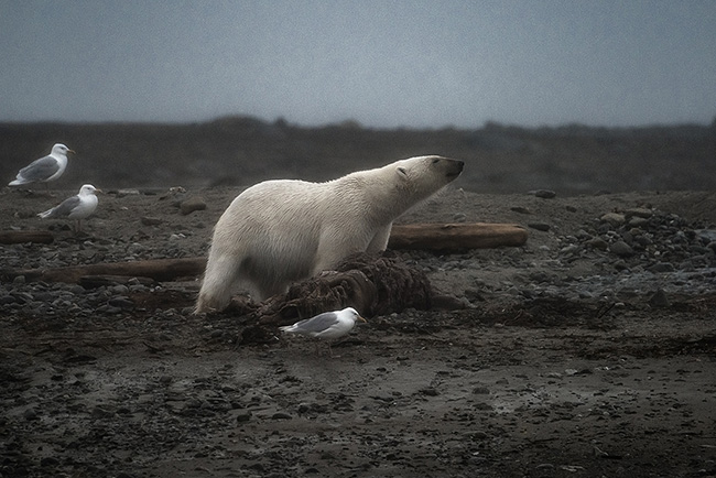 Svalbard - Arctic - 2024