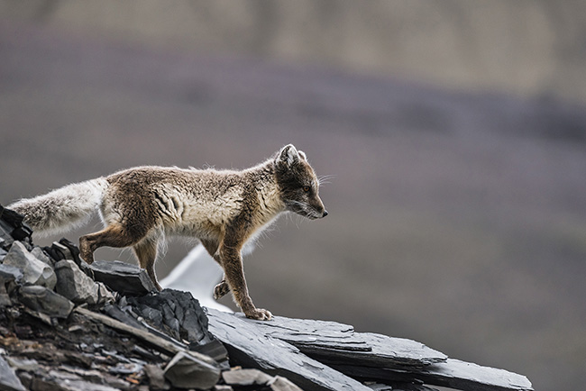 Svalbard - Arctic - 2024