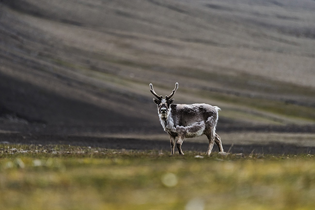 Svalbard - Arctic - 2024