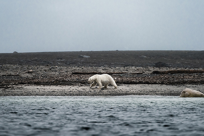 Svalbard - Arctic - 2024