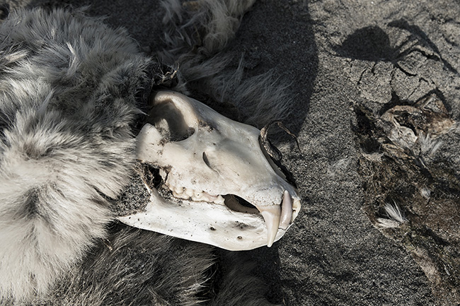 Svalbard - Arctic - 2024