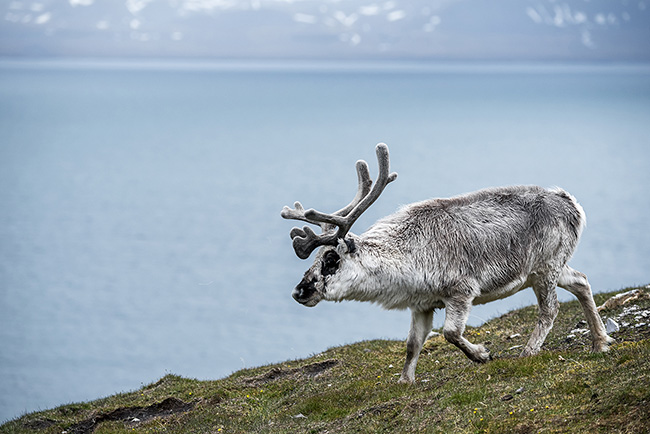 Svalbard - Arctic - 2024