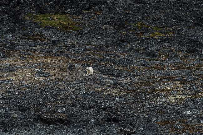 Svalbard - Arctic - 2024