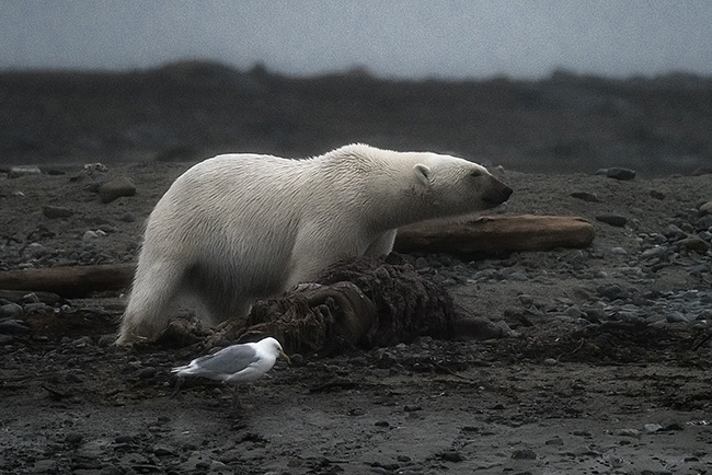 Svalbard - Arctic - 2024