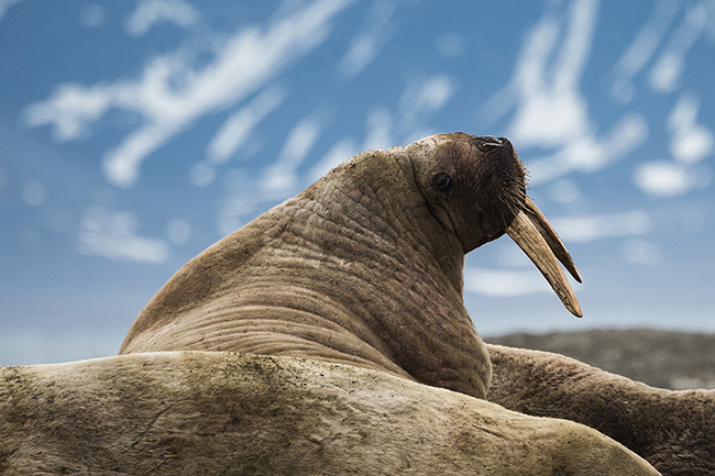 Svalbard - Arctic - 2024