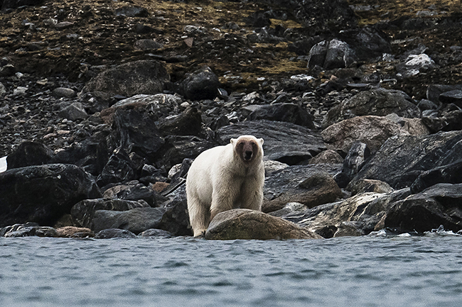 Svalbard - Arctic - 2024